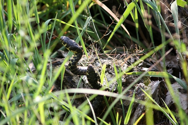 Lotta tra Coluber viridiflavus - Hierophis viridiflavus